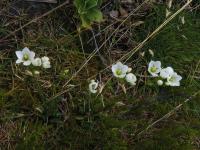 Albums/20060200-New Zealand 2006/20060204-Arthurs_Pass/15